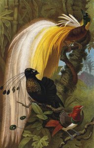 Oiseau de paradis